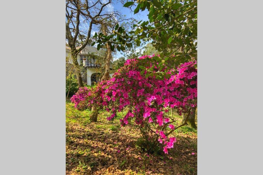 Quinta Biologica, Com Vista, Na Serra De Sintra Eksteriør bilde