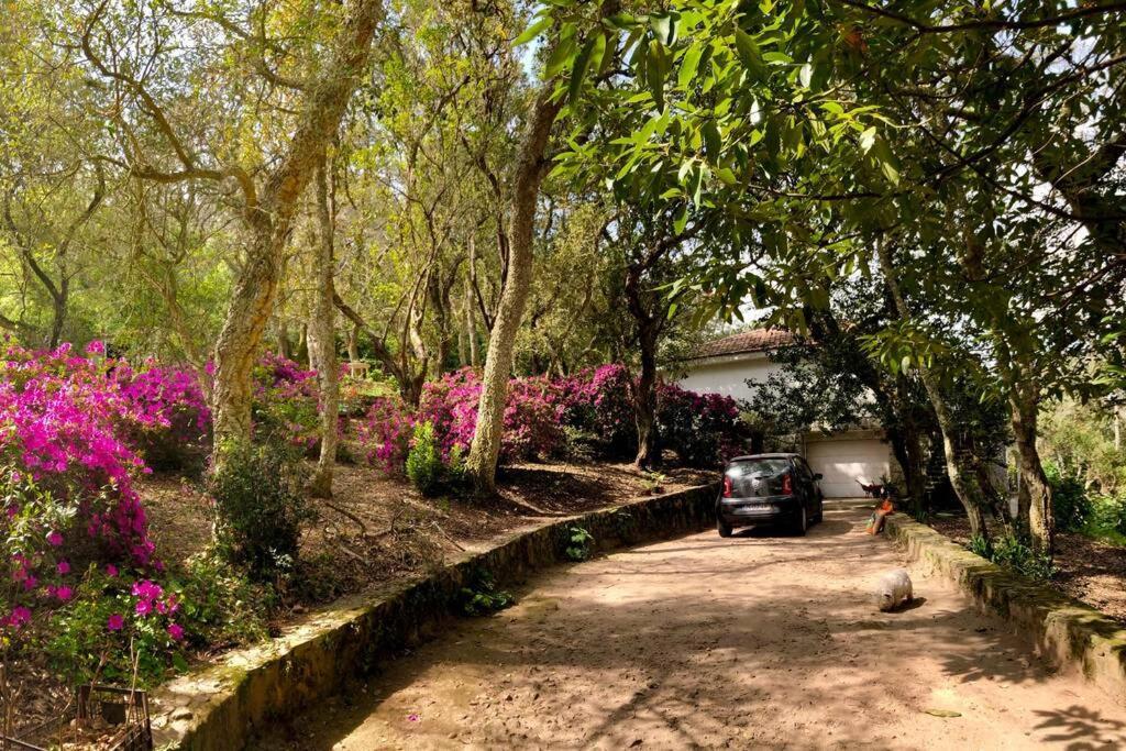 Quinta Biologica, Com Vista, Na Serra De Sintra Eksteriør bilde