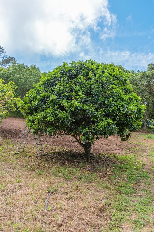 Quinta Biologica, Com Vista, Na Serra De Sintra Eksteriør bilde