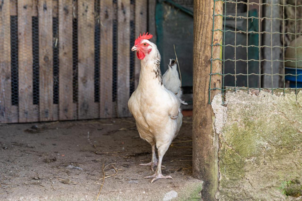 Quinta Biologica, Com Vista, Na Serra De Sintra Eksteriør bilde